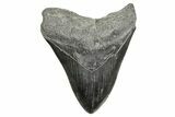 Fossil Megalodon Tooth - South Carolina #365755-1